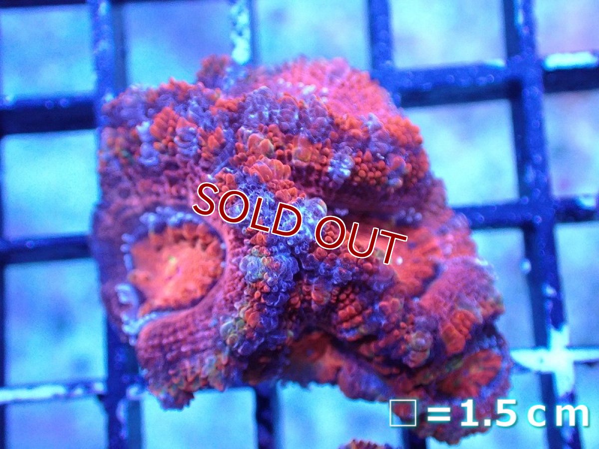 画像2: 【サンゴまとめ買い割引き10％〜20%OFF対象商品】 【サンゴ】【通販】【オーストラリア産】カクオオトゲキクメイシ（Ultra Grade)（個体販売）No.35（生体）（サンゴ） (2)