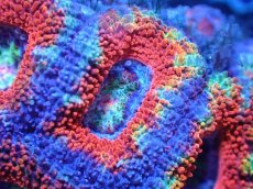 画像1: 【サンゴまとめ買い割引き10％〜20%OFF対象商品】【サンゴ】【通販】【オーストラリア産】カクオオトゲキクメイシ（Ultra/Rainbow Core)（個体販売）No.36（生体）（サンゴ） (1)