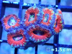 画像2: 【サンゴまとめ買い割引き10％〜20%OFF対象商品】【サンゴ】【通販】【オーストラリア産】カクオオトゲキクメイシ（Ultra/Rainbow Core)（個体販売）No.36（生体）（サンゴ） (2)