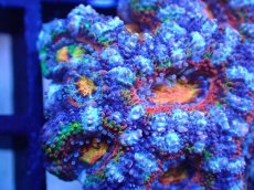 画像1: 【サンゴまとめ買い割引き10％〜20%OFF対象商品】【サンゴ】【通販】【オーストラリア産】カクオオトゲキクメイシ（Ultra/Rainbow Core)（個体販売）No.37（生体）（サンゴ） (1)