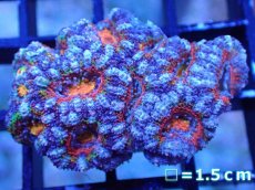 画像2: 【サンゴまとめ買い割引き10％〜20%OFF対象商品】【サンゴ】【通販】【オーストラリア産】カクオオトゲキクメイシ（Ultra/Rainbow Core)（個体販売）No.37（生体）（サンゴ） (2)