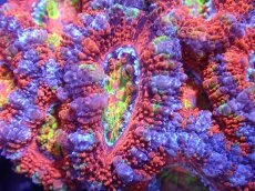 画像1: 【サンゴまとめ買い割引き10％〜20%OFF対象商品】【サンゴ】【通販】【オーストラリア産】カクオオトゲキクメイシ（Ultra/Rainbow Core)（個体販売）No.38（生体）（サンゴ） (1)