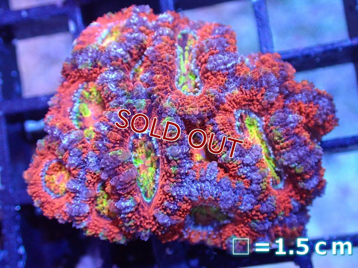 画像2: 【サンゴ】【通販】【オーストラリア産】カクオオトゲキクメイシ（Ultra/Rainbow Core)（個体販売）No.38（生体）（サンゴ） (2)