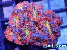 画像2: 【サンゴまとめ買い割引き10％〜20%OFF対象商品】【サンゴ】【通販】【オーストラリア産】カクオオトゲキクメイシ（Ultra/Rainbow Core)（個体販売）No.38（生体）（サンゴ） (2)