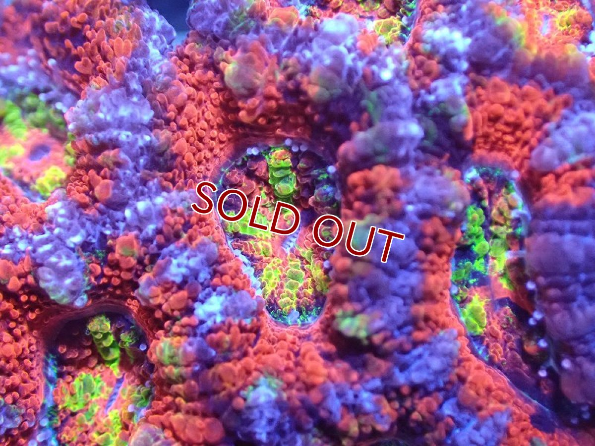 画像1: 【サンゴまとめ買い割引き10％〜20%OFF対象商品】 【サンゴ】【通販】【オーストラリア産】カクオオトゲキクメイシ（Ultra/Rainbow Core)（個体販売）No.39（生体）（サンゴ） (1)