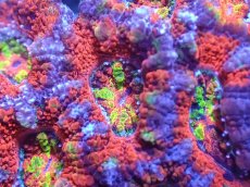 画像1: 【サンゴまとめ買い割引き10％〜20%OFF対象商品】【サンゴ】【通販】【オーストラリア産】カクオオトゲキクメイシ（Ultra/Rainbow Core)（個体販売）No.39（生体）（サンゴ） (1)