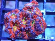 画像2: 【サンゴまとめ買い割引き10％〜20%OFF対象商品】【サンゴ】【通販】【オーストラリア産】カクオオトゲキクメイシ（Ultra/Rainbow Core)（個体販売）No.39（生体）（サンゴ） (2)