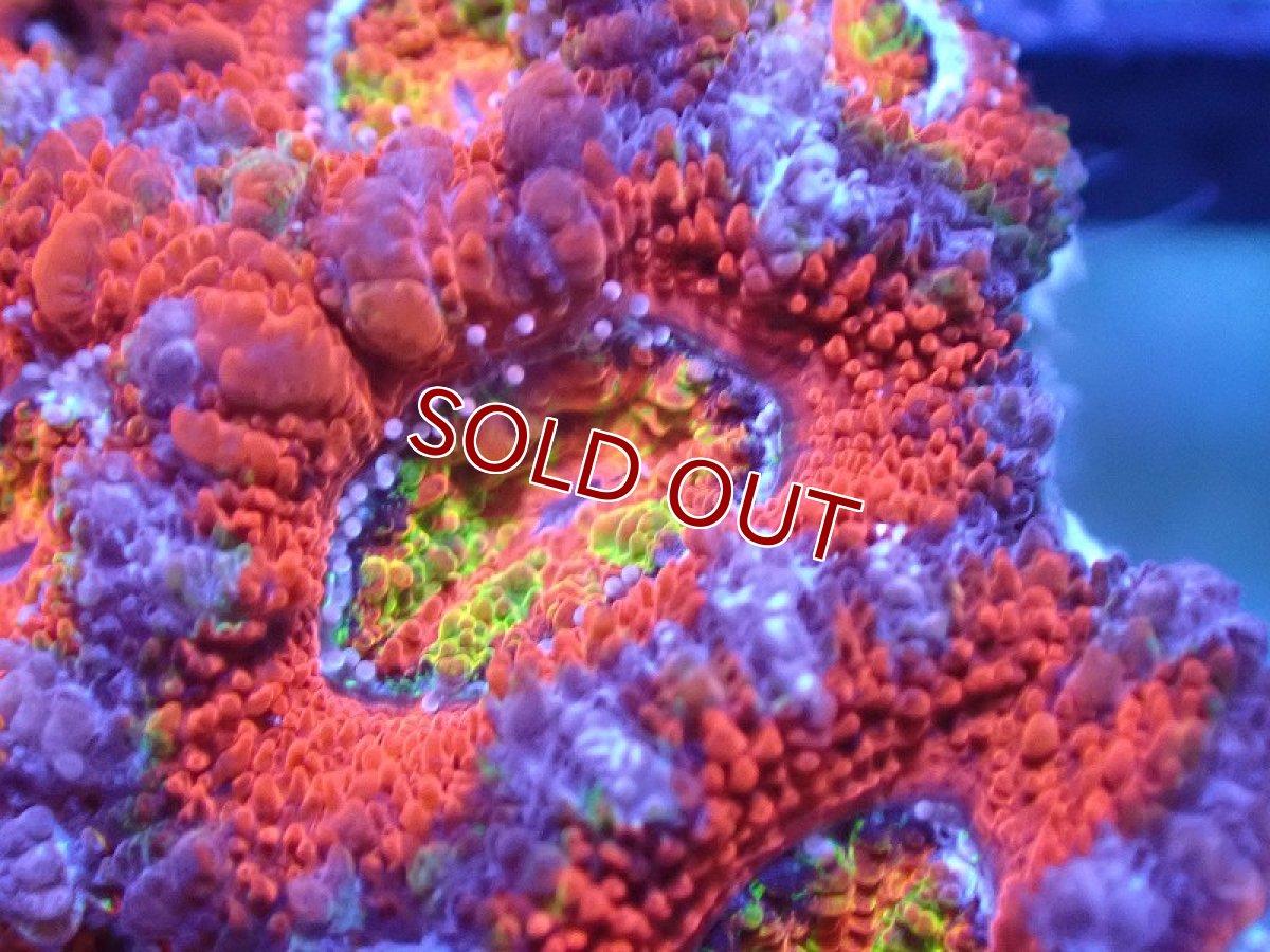 画像1: 【サンゴまとめ買い割引き10％〜20%OFF対象商品】 【サンゴ】【通販】【オーストラリア産】カクオオトゲキクメイシ（Ultra/Rainbow Core)（個体販売）No.40（生体）（サンゴ） (1)