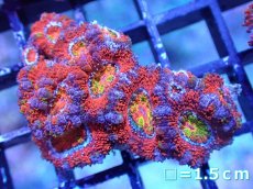 画像2: 【サンゴまとめ買い割引き10％〜20%OFF対象商品】【サンゴ】【通販】【オーストラリア産】カクオオトゲキクメイシ（Ultra/Rainbow Core)（個体販売）No.40（生体）（サンゴ） (2)