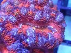 画像1: 【サンゴまとめ買い割引き10％〜20%OFF対象商品】【サンゴ】【通販】【オーストラリア産】カクオオトゲキクメイシ（Ultra/Rainbow Core)（個体販売）No.41（生体）（サンゴ） (1)