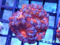 画像2: 【サンゴまとめ買い割引き10％〜20%OFF対象商品】【サンゴ】【通販】【オーストラリア産】カクオオトゲキクメイシ（Ultra/Rainbow Core)（個体販売）No.41（生体）（サンゴ） (2)