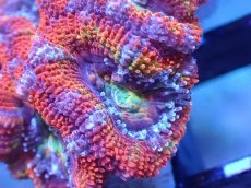画像1: 【サンゴまとめ買い割引き10％〜20%OFF対象商品】【サンゴ】【通販】【オーストラリア産】カクオオトゲキクメイシ（Ultra/Rainbow Core)（個体販売）No.42（生体）（サンゴ） (1)