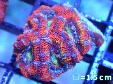 画像2: 【サンゴまとめ買い割引き10％〜20%OFF対象商品】【サンゴ】【通販】【オーストラリア産】カクオオトゲキクメイシ（Ultra/Rainbow Core)（個体販売）No.42（生体）（サンゴ） (2)