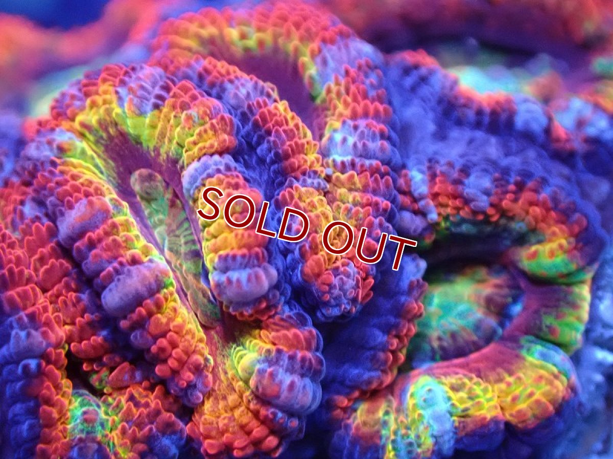 画像1: 【サンゴ】【通販】【オーストラリア産】カクオオトゲキクメイシ（Ultra Grade)（個体販売）No.43（生体）（サンゴ） (1)