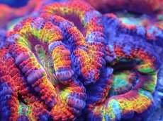 画像1: 【サンゴ】【通販】【オーストラリア産】カクオオトゲキクメイシ（Ultra Grade)（個体販売）No.43（生体）（サンゴ） (1)