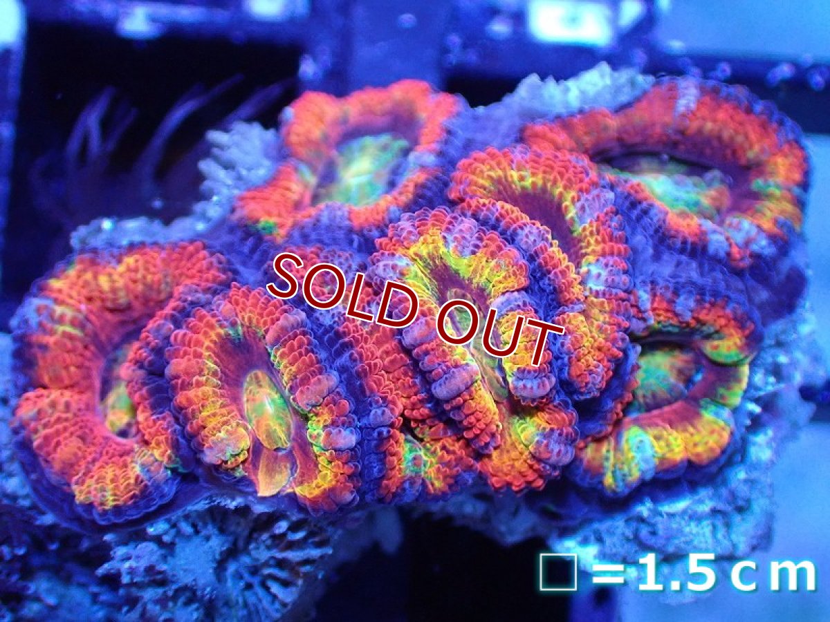 画像2: 【サンゴ】【通販】【オーストラリア産】カクオオトゲキクメイシ（Ultra Grade)（個体販売）No.43（生体）（サンゴ） (2)