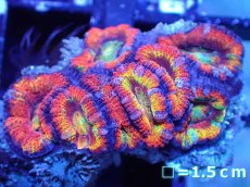 画像2: 【サンゴ】【通販】【オーストラリア産】カクオオトゲキクメイシ（Ultra Grade)（個体販売）No.43（生体）（サンゴ） (2)