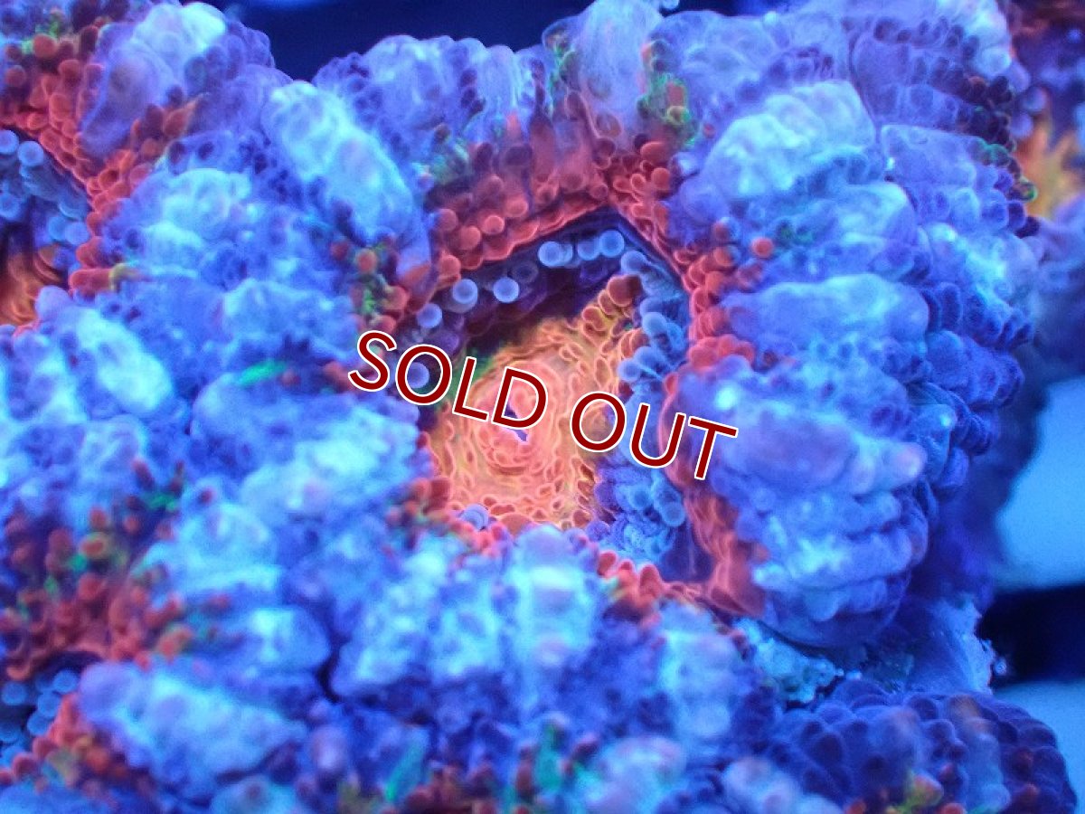 画像1: 【サンゴまとめ買い割引き10％〜20%OFF対象商品】 【サンゴ】【通販】【オーストラリア産】カクオオトゲキクメイシ（Ultra Grade)（個体販売）No.44（生体）（サンゴ） (1)