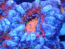 画像1: 【サンゴまとめ買い割引き10％〜20%OFF対象商品】【サンゴ】【通販】【オーストラリア産】カクオオトゲキクメイシ（Ultra Grade)（個体販売）No.44（生体）（サンゴ） (1)