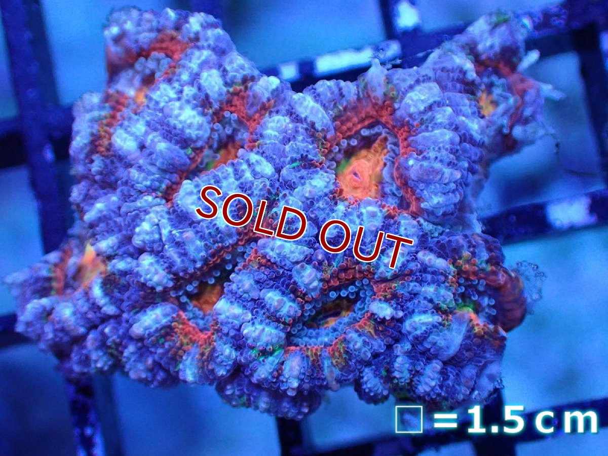 画像2: 【サンゴまとめ買い割引き10％〜20%OFF対象商品】 【サンゴ】【通販】【オーストラリア産】カクオオトゲキクメイシ（Ultra Grade)（個体販売）No.44（生体）（サンゴ） (2)