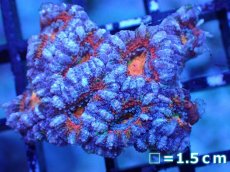 画像2: 【サンゴまとめ買い割引き10％〜20%OFF対象商品】【サンゴ】【通販】【オーストラリア産】カクオオトゲキクメイシ（Ultra Grade)（個体販売）No.44（生体）（サンゴ） (2)