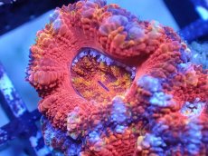 画像1: 【サンゴまとめ買い割引き10％〜20%OFF対象商品】【サンゴ】【通販】【オーストラリア産】カクオオトゲキクメイシ（Ultra Grade)（個体販売）No.45（生体）（サンゴ） (1)