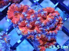 画像2: 【サンゴまとめ買い割引き10％〜20%OFF対象商品】【サンゴ】【通販】【オーストラリア産】カクオオトゲキクメイシ（Ultra Grade)（個体販売）No.45（生体）（サンゴ） (2)