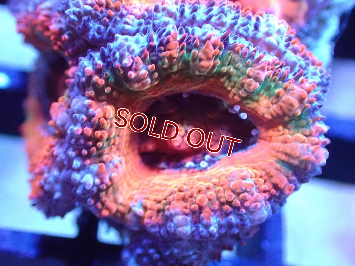 画像1: 【サンゴ】【通販】【オーストラリア産】カクオオトゲキクメイシ（Ultra Grade)（個体販売）No.46（生体）（サンゴ） (1)