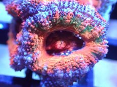 画像1: 【サンゴまとめ買い割引き10％〜20%OFF対象商品】【サンゴ】【通販】【オーストラリア産】カクオオトゲキクメイシ（Ultra Grade)（個体販売）No.46（生体）（サンゴ） (1)