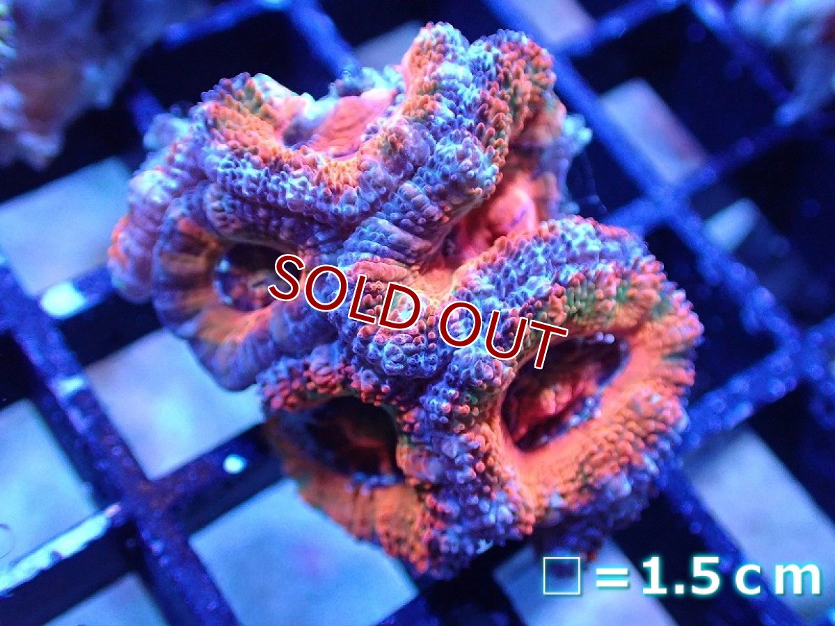 画像2: 【サンゴ】【通販】【オーストラリア産】カクオオトゲキクメイシ（Ultra Grade)（個体販売）No.46（生体）（サンゴ） (2)