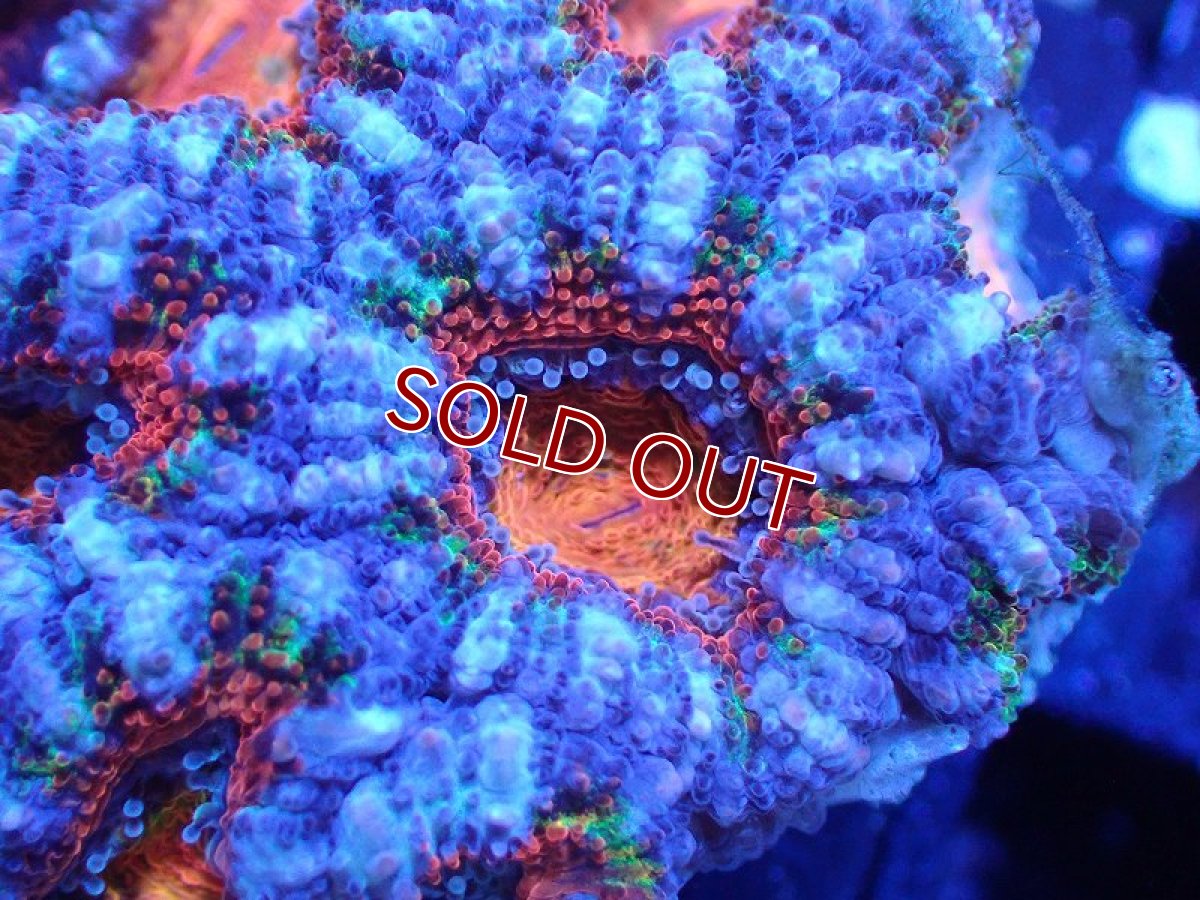 画像1: 【サンゴ】【通販】【オーストラリア産】カクオオトゲキクメイシ（Ultra Grade)（個体販売）No.47（生体）（サンゴ） (1)