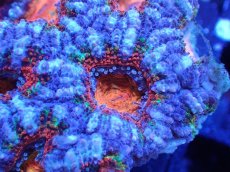 画像1: 【サンゴまとめ買い割引き10％〜20%OFF対象商品】【サンゴ】【通販】【オーストラリア産】カクオオトゲキクメイシ（Ultra Grade)（個体販売）No.47（生体）（サンゴ） (1)