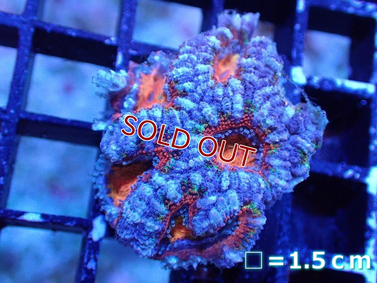 画像2: 【サンゴ】【通販】【オーストラリア産】カクオオトゲキクメイシ（Ultra Grade)（個体販売）No.47（生体）（サンゴ） (2)