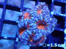 画像2: 【サンゴまとめ買い割引き10％〜20%OFF対象商品】【サンゴ】【通販】【オーストラリア産】カクオオトゲキクメイシ（Ultra Grade)（個体販売）No.47（生体）（サンゴ） (2)
