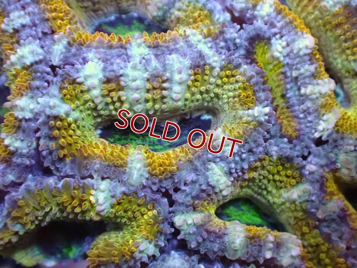 画像1: 【サンゴ】【通販】【オーストラリア産】カクオオトゲキクメイシ（Ultra Grade/Yellow)（個体販売）No.48（生体）（サンゴ） (1)