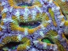 画像1: 【サンゴまとめ買い割引き10％〜20%OFF対象商品】【サンゴ】【通販】【オーストラリア産】カクオオトゲキクメイシ（Ultra Grade/Yellow)（個体販売）No.48（生体）（サンゴ） (1)