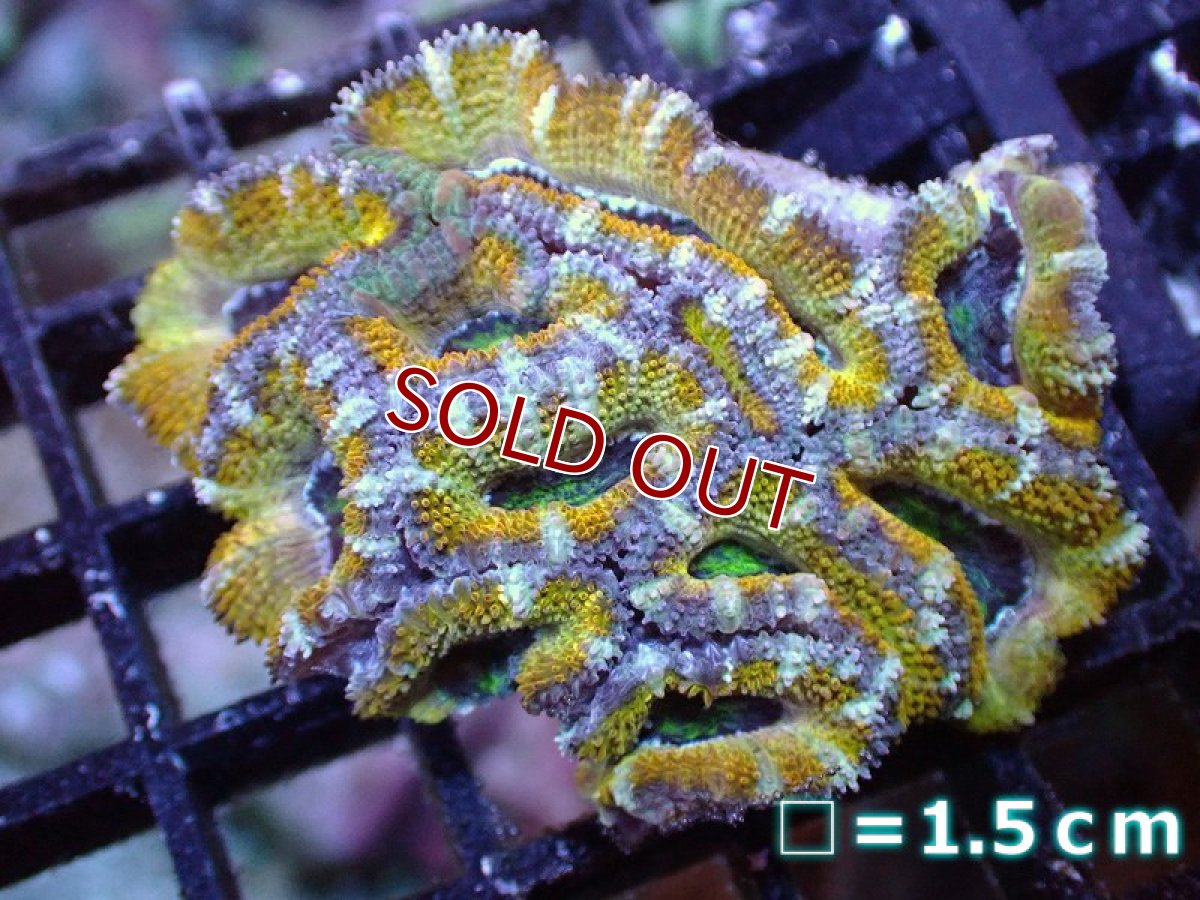 画像2: 【サンゴ】【通販】【オーストラリア産】カクオオトゲキクメイシ（Ultra Grade/Yellow)（個体販売）No.48（生体）（サンゴ） (2)