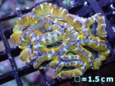 画像2: 【サンゴまとめ買い割引き10％〜20%OFF対象商品】【サンゴ】【通販】【オーストラリア産】カクオオトゲキクメイシ（Ultra Grade/Yellow)（個体販売）No.48（生体）（サンゴ） (2)