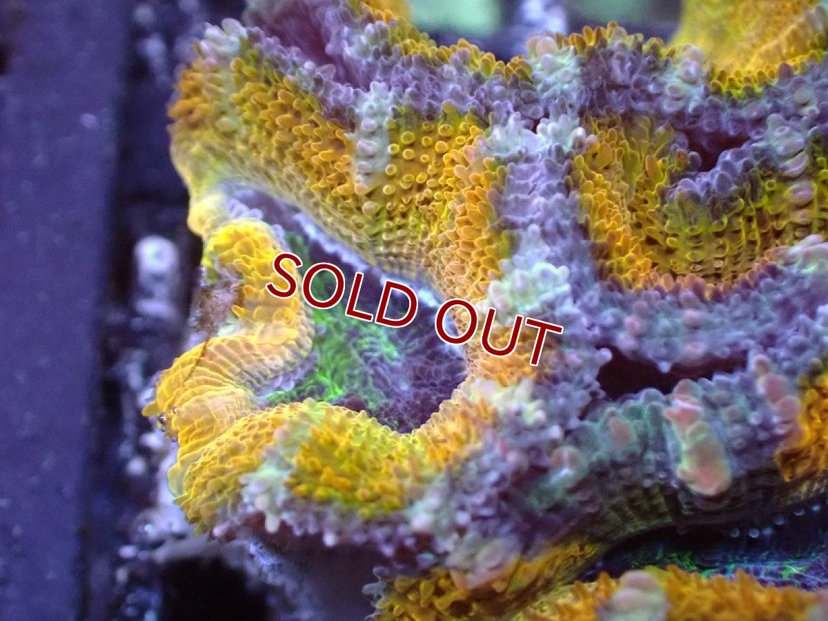 画像1: 【サンゴ】【通販】【オーストラリア産】カクオオトゲキクメイシ（Ultra Grade/Yellow)（個体販売）No.49（生体）（サンゴ） (1)