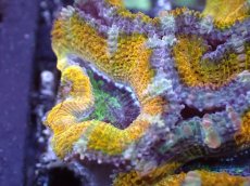 画像1: 【サンゴまとめ買い割引き10％〜20%OFF対象商品】【サンゴ】【通販】【オーストラリア産】カクオオトゲキクメイシ（Ultra Grade/Yellow)（個体販売）No.49（生体）（サンゴ） (1)