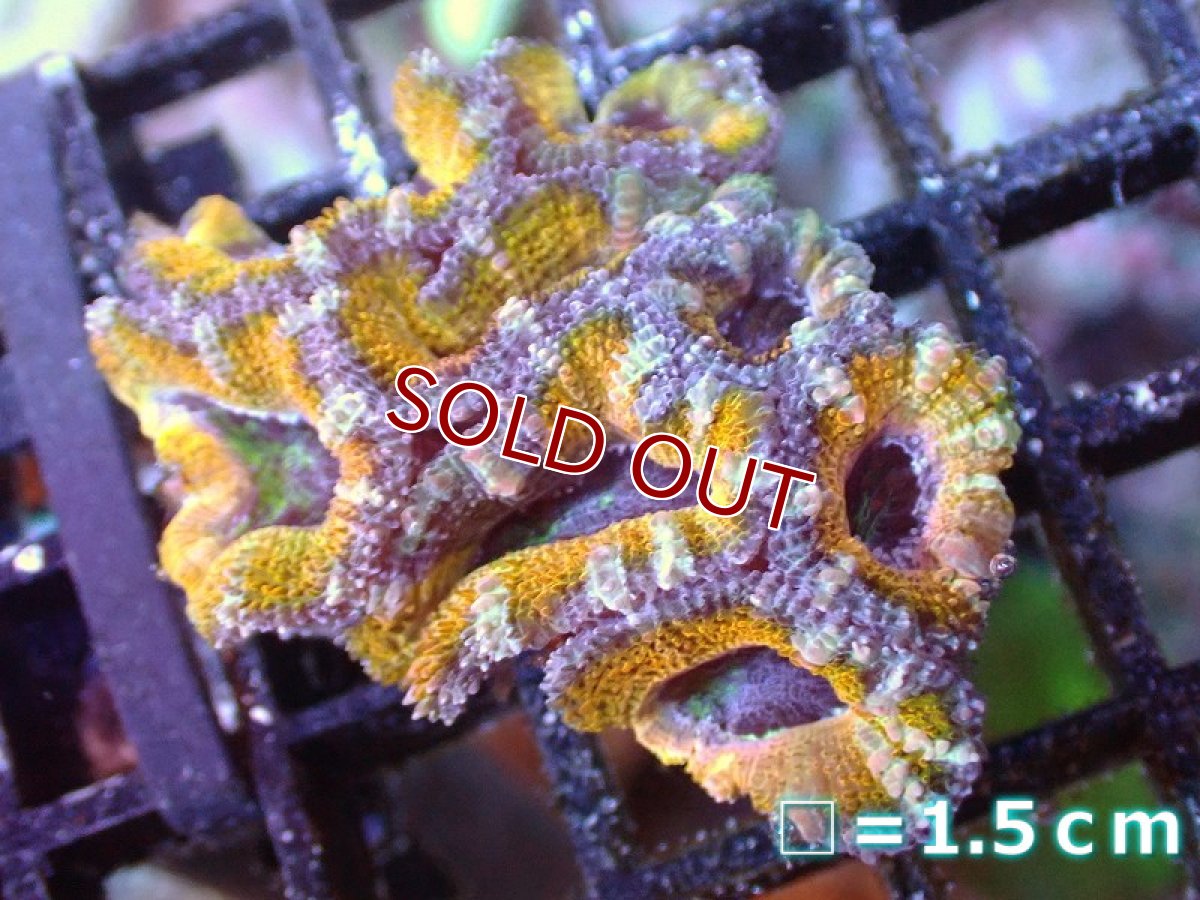 画像2: 【サンゴ】【通販】【オーストラリア産】カクオオトゲキクメイシ（Ultra Grade/Yellow)（個体販売）No.49（生体）（サンゴ） (2)