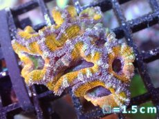 画像2: 【サンゴまとめ買い割引き10％〜20%OFF対象商品】【サンゴ】【通販】【オーストラリア産】カクオオトゲキクメイシ（Ultra Grade/Yellow)（個体販売）No.49（生体）（サンゴ） (2)