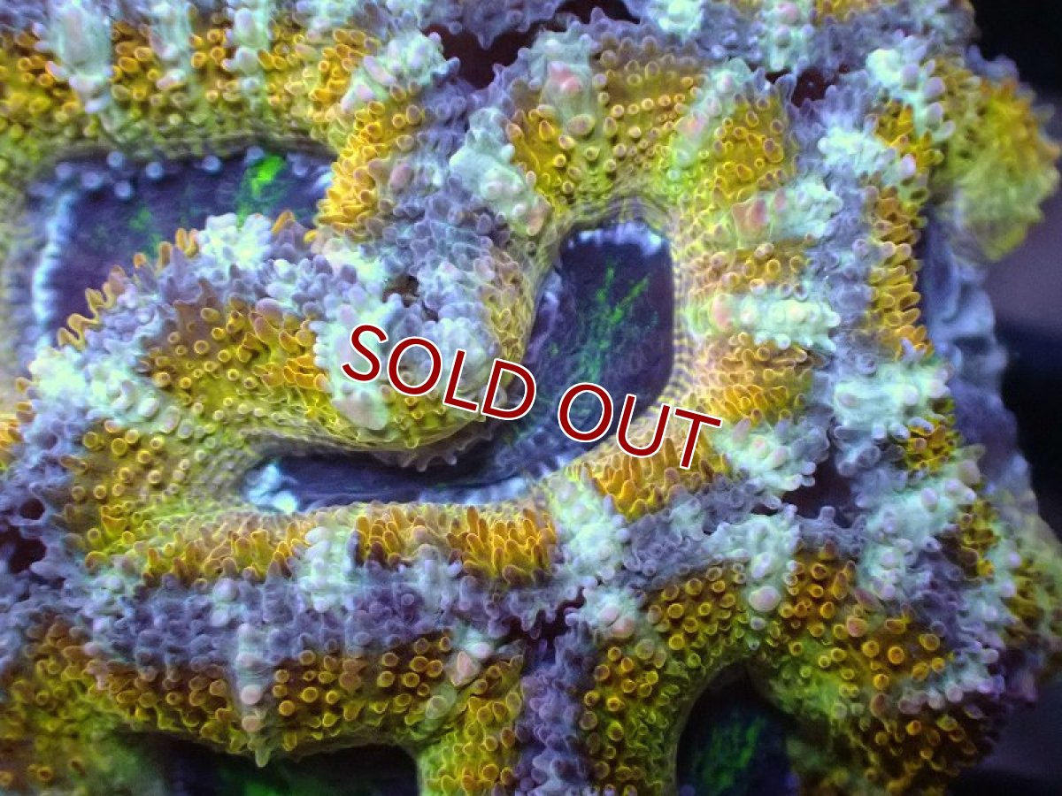 画像1: 【サンゴ】【通販】【オーストラリア産】カクオオトゲキクメイシ（Ultra Grade/Yellow)（個体販売）No.50（生体）（サンゴ） (1)