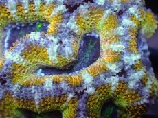 画像1: 【サンゴまとめ買い割引き10％〜20%OFF対象商品】【サンゴ】【通販】【オーストラリア産】カクオオトゲキクメイシ（Ultra Grade/Yellow)（個体販売）No.50（生体）（サンゴ） (1)