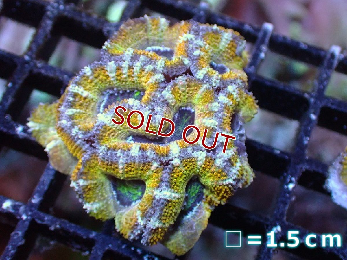 画像2: 【サンゴ】【通販】【オーストラリア産】カクオオトゲキクメイシ（Ultra Grade/Yellow)（個体販売）No.50（生体）（サンゴ） (2)