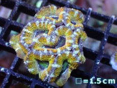画像2: 【サンゴまとめ買い割引き10％〜20%OFF対象商品】【サンゴ】【通販】【オーストラリア産】カクオオトゲキクメイシ（Ultra Grade/Yellow)（個体販売）No.50（生体）（サンゴ） (2)