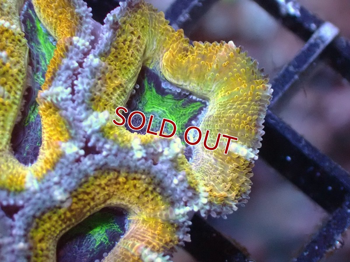 画像1: 【サンゴ】【通販】【オーストラリア産】カクオオトゲキクメイシ（Ultra Grade/Yellow)（個体販売）No.51（生体）（サンゴ） (1)