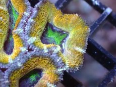 画像1: 【サンゴまとめ買い割引き10％〜20%OFF対象商品】【サンゴ】【通販】【オーストラリア産】カクオオトゲキクメイシ（Ultra Grade/Yellow)（個体販売）No.51（生体）（サンゴ） (1)