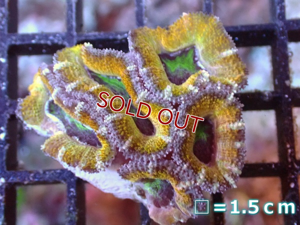 画像2: 【サンゴ】【通販】【オーストラリア産】カクオオトゲキクメイシ（Ultra Grade/Yellow)（個体販売）No.51（生体）（サンゴ） (2)