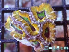 画像2: 【サンゴまとめ買い割引き10％〜20%OFF対象商品】【サンゴ】【通販】【オーストラリア産】カクオオトゲキクメイシ（Ultra Grade/Yellow)（個体販売）No.51（生体）（サンゴ） (2)